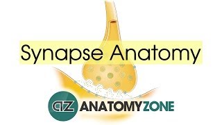 Synapse Structure  Neuroanatomy Basics [upl. by Ilrak]