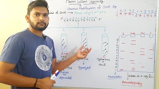 DNA SequencingMaxam  Gilbert Method In Hindi [upl. by Hughes]