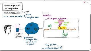 1214 Using Redox Indicators to Measure Yeast Respiration Rate Cambridge AS A Level Biology 9700 [upl. by Aseyt]