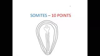 EMBRYOLOGY NOTES  SOMITES10 POINTS [upl. by Fisoi]