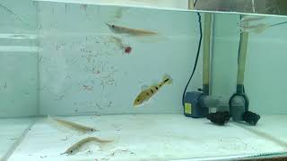 Baby silver arowana feeding frozen worm [upl. by Solberg]