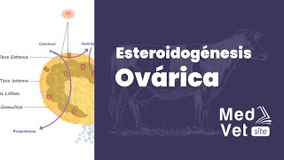 Esteroidogénesis Ovárica [upl. by Nwahsav]