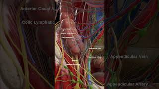 Anatomy of the cecum and appendix anatomy meded 3dmodel [upl. by Holly]