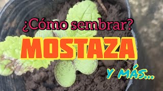 ¿ COMO sembrar MoStAZa  🌱 y algo más  Crear y Sembrar [upl. by Renee]