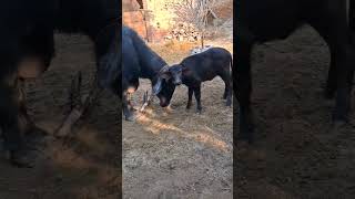 BainsBreedingFarm viralvideo shortvideo viral shrots animals [upl. by Aital]