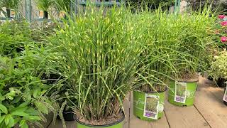 Miscanthus Bandwidth Infertile Maiden Grass  Exciting WorryFree® Noninvasive selection✔️😊 [upl. by Isbel]