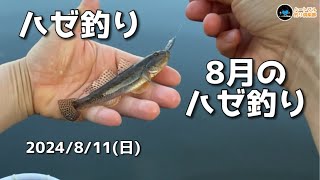 【ハゼ釣り】 8月のハゼ釣り 2024年8月11日 [upl. by Ecyt571]