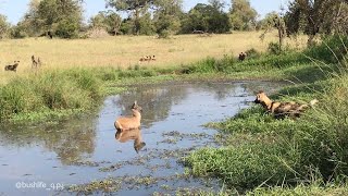 Waterbuck Calf Outwits Hungry Wild Dogs [upl. by Eetsud]