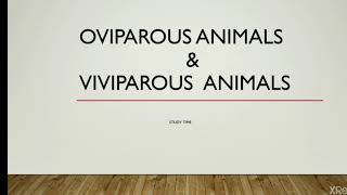 OVIPAROUS ANIMALS amp VIVIPAROUS ANIMALS II STUDY TIME [upl. by Eitsyrk597]