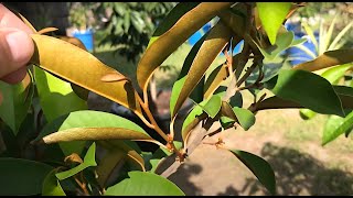 Star Apple Caimito in containers with flowering buds update September 6th 2021 [upl. by Avraham]