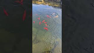 Fish Feeding Time WhittAcres enjoynaturetoday creatingparadise [upl. by Idolem]