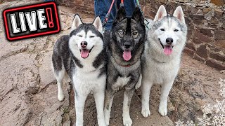 Husky Hangout in the RV 🔴 LIVE Q amp A With our Siberian Huskies [upl. by Aicyle755]