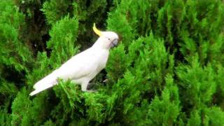 Cockatoo bird KakaTua [upl. by Bush]