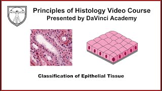 Classification of Epithelial Tissue Epithelium 4 of 7 [upl. by Ebner815]