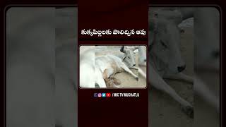 కుక్కపిల్లలకు పాలిచ్చిన ఆవు  cow puppies cowmilk dog viral ytshorts trending cowdog kids [upl. by Essam]