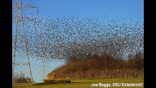 Starlings Mesmerizing Murmurations in Southwest Ohio [upl. by Oralie]