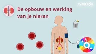 De opbouw en werking van je nieren [upl. by Edgardo]