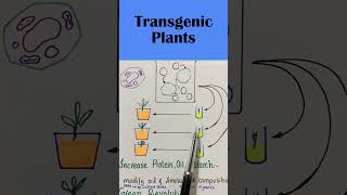 Transgenic plants biology [upl. by Moazami]