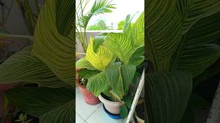 plant varieties cannalily asparagusfern [upl. by Herodias]