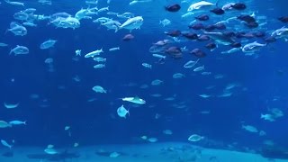 Beautiful Aquarium with Relaxing Sounds to Fall Sleep [upl. by Gilson]