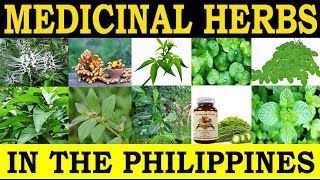 Medicinal Herbs in the Philippines and their Traditional Medicinal Uses [upl. by Meng]