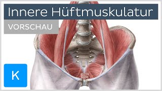 Innere Hüftmuskulatur Anatomie und Funktion Vorschau  Kenhub [upl. by Egdirdle613]