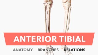 Anterior Tibial Artery  Anatomy Branches amp Relations [upl. by Yelahc]