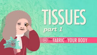 Tissues Part 1 Crash Course Anatomy amp Physiology 2 [upl. by Sussi]