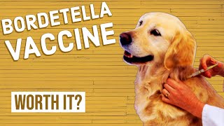 Should Your Dog Get a Bordetella Vaccine [upl. by Demetra]