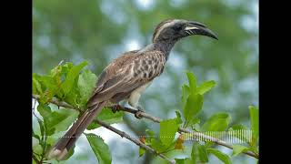 African Grey Hornbill Call  Birdsong  Wildlife Sounds [upl. by Ayiotal904]