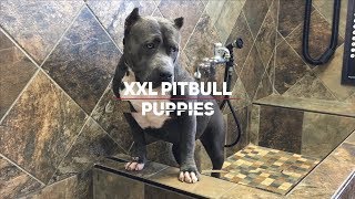 BEST DOGS IN THE WORLD BIGGEST PITBULLS IN THE WORLD MANMADE KENNELS [upl. by Tudela]