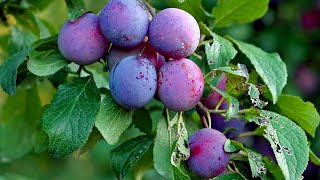 How To Grow Care and Harvesting Plum Trees in Backyard  growing fruits [upl. by Yraeht139]