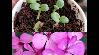 Geranium propagationgermination from seeds how to grow geranium from seed [upl. by Laekim874]