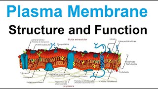 plasma membrane  structure and function  biology [upl. by Rudin]