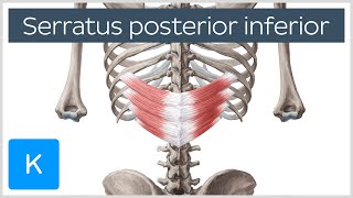 Serratus Posterior Inferior Muscle Overview  Human Anatomy  Kenhub [upl. by Woodcock]