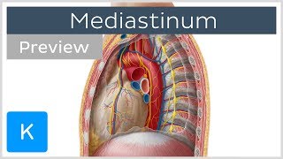 Mediastinum Anatomy amp Contents preview  Human Anatomy  Kenhub [upl. by Ailina]