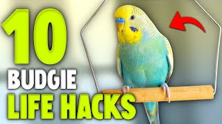 10 Life Hacks for Budgie Owners [upl. by Aicnelev]