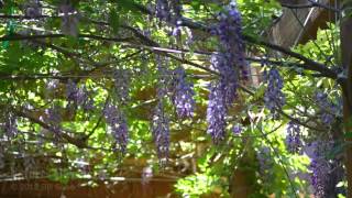 Wisteria Flowers Bloom For Two Weeks A Year [upl. by Waddell646]