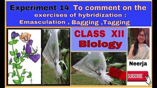 EmasculationBagging and Tagging  Experiment 14  class 12  spotting  202223 Biology by Neerja [upl. by Naji]