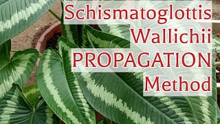 How I Divide And Propagate Schismatoglottis Wallichii House Plant [upl. by Rick]