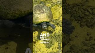 Batagur Affinis in an awesome aquascape pond backyard pond turtle waterfeature wildlife epic [upl. by Aramois]