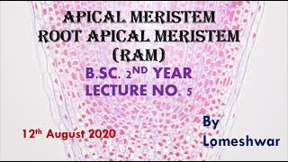 PlantAnatomyApical Meristem Root Apical Meristem [upl. by Eseila830]