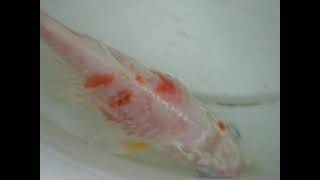 Koi with Bacterial infection [upl. by Esmeralda660]