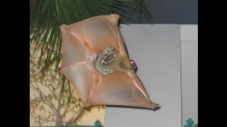 Sunda Colugo  Flying Lemur Galeopterus variegatus in flight [upl. by Llenra]