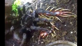 Giant Tarantula eats World’s Biggest Centipede [upl. by Joerg]