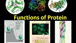 Functions of Proteins in Living Organisms with ExamplesProtein FunctionBiochemistrybiologyexams4u [upl. by Norton]