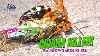 Cicada Killers Beneficial Wasps [upl. by Seen898]