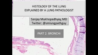 Histology of the lung explained by a lung pathologist Part 2 bronchi [upl. by Nodrog]