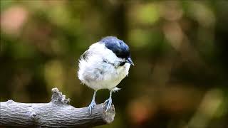 Willow tit amp Marsh Tit  Matkop amp Glanskop Poecile montanus  Poecile palustris [upl. by Bonina]