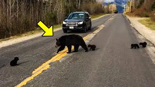 Cop Helped a Tired Bear and Her Cubs Cross the Road Then Something Incredible Happened [upl. by Engel]